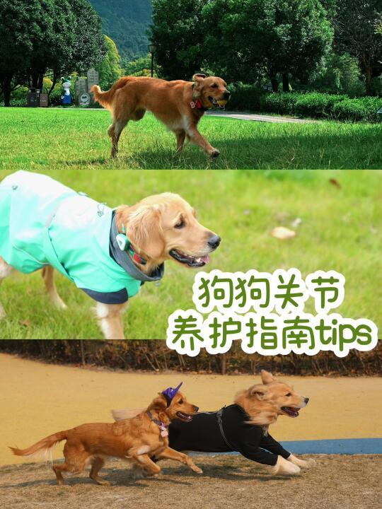 养狗一定要看！关节养护黄金时间🦴