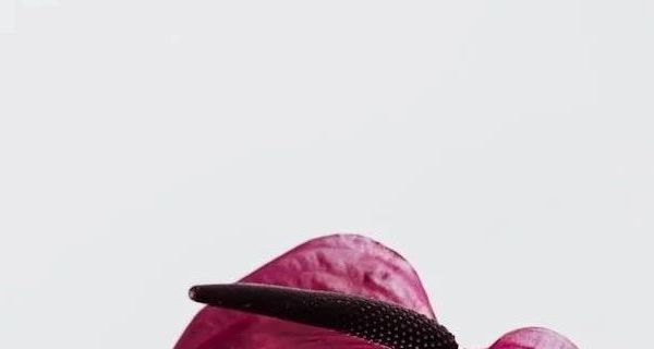 皮沙发清洁剂有何奥秘？皮革清洗剂如何选？皮具护理液怎么用？