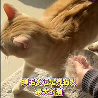 告别猫咪满天飞的毛球！宠物医生都推荐的美毛大法