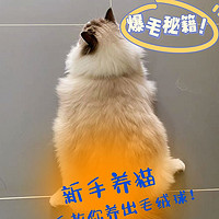 🐱布偶猫爆毛秘籍！手把手教你养出“毛绒球”✨