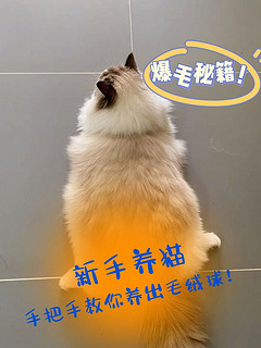 🐱布偶猫爆毛秘籍！手把手教你养出“毛绒球”✨