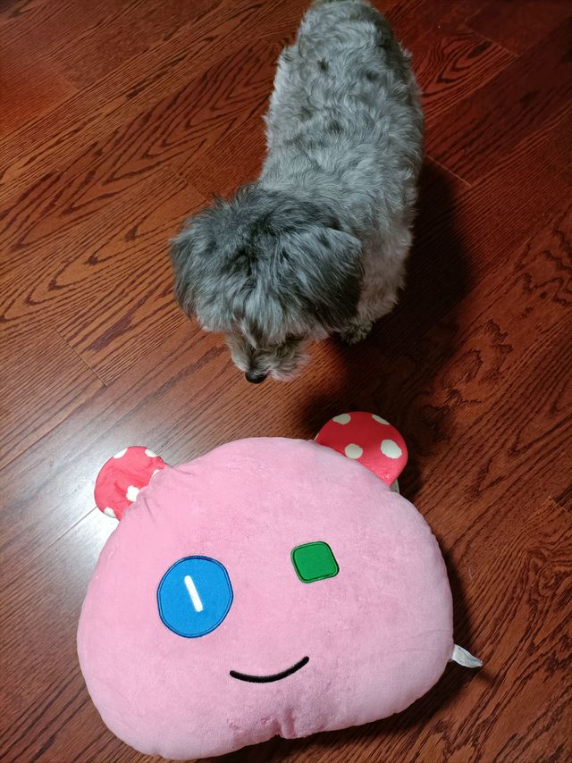 这货坏的很，妥妥的调戏我