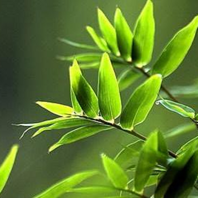 解锁安卓无限可能   MT 管理器，你的手机全能助手