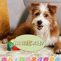 🐶狗狗频繁“挠痒痒”小心！可能是这些原因在作怪！