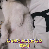 猫癣怎么治疗