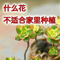 什么花不适合家里种植