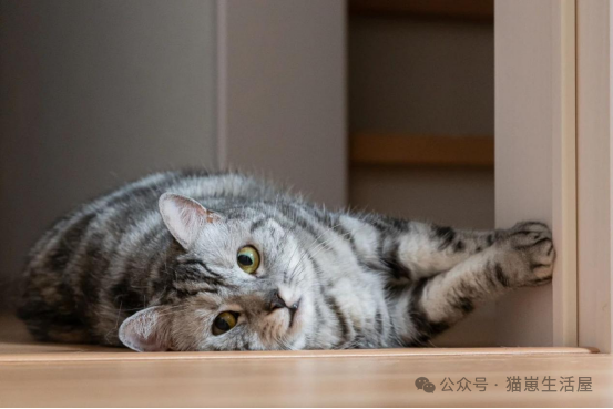 猫砂盆自动清理全自动，猫砂盆哪个牌子好用？