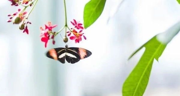 了解儿童T恤选购知识 认识巴厘小猪酒红烟灰条男童T恤 常见问题解答