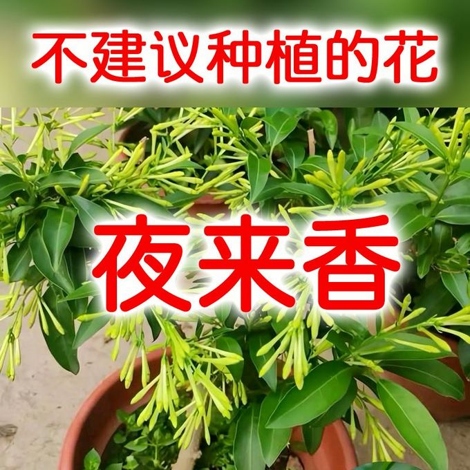 鲜花