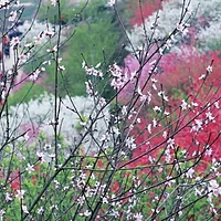 春暖花开的季节，花粉过敏怎么办？