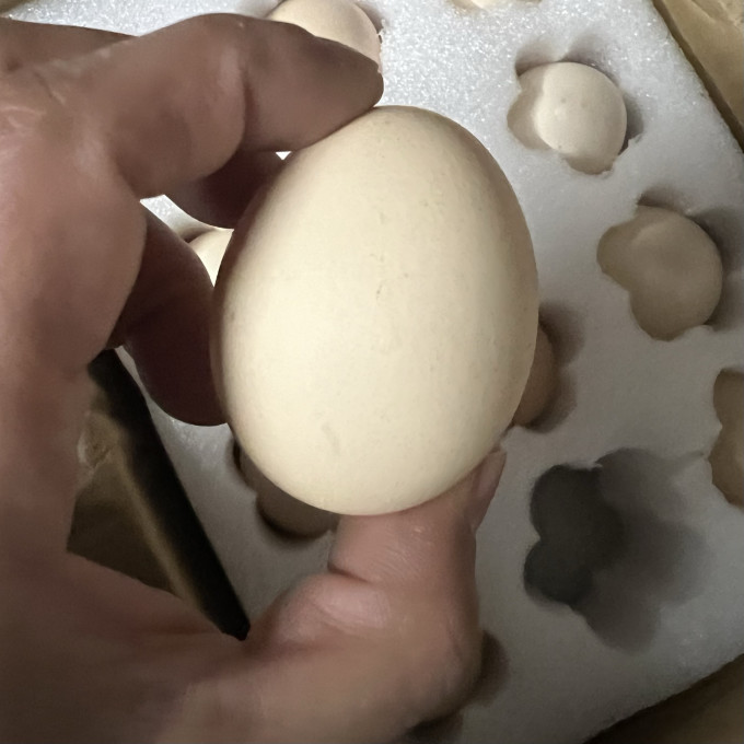 菜鸟蛋类