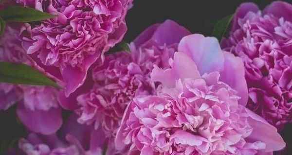 富铤FORTEI男士羊绒衫上市 400g立领重工提花款受关注