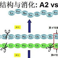 A2β-酪蛋白纯牛奶：健康生活的优选伴侣