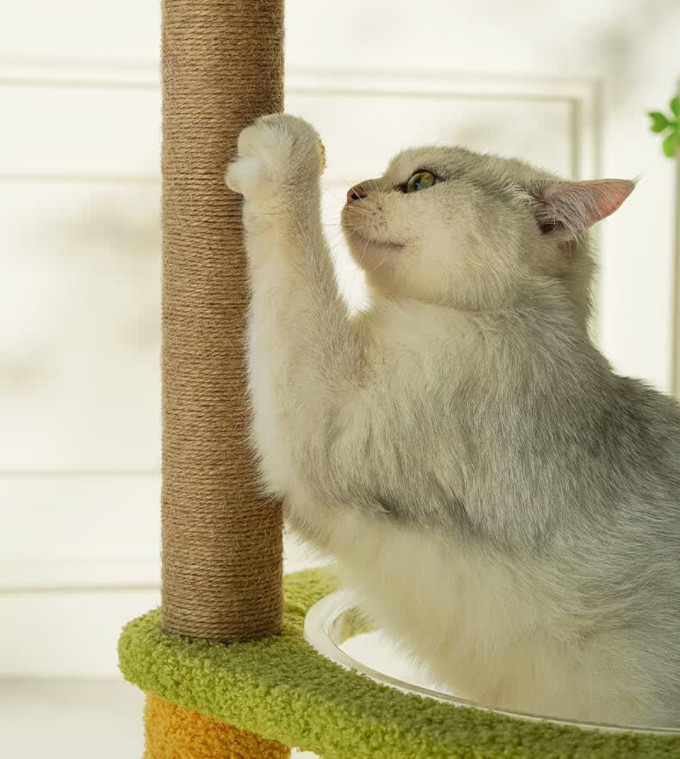梵都宠舍猫爬架