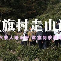 走红旗茶山体验春韵，2025黄山毛峰将迎新采