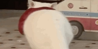 猫砂盆好用吗？推荐三款高质量性价比猫砂盆