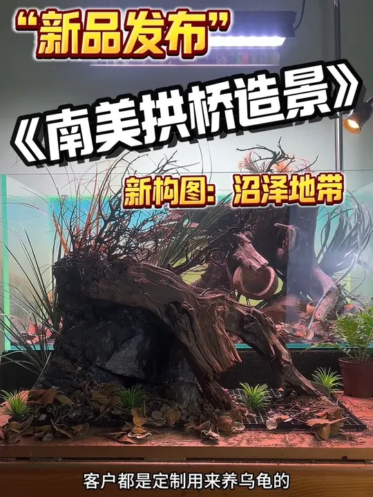 新品发布 “沼泽地带 ”新构图 #草缸 #南美缸 #花鸟鱼虫市场 #水族爱好者 #鱼缸里的大自然