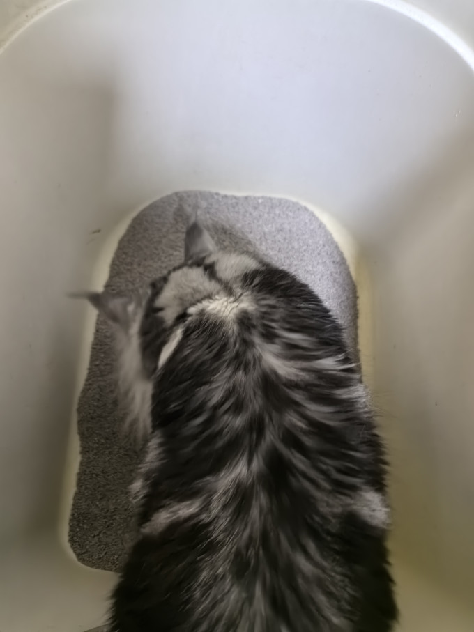 奥莉特猫砂