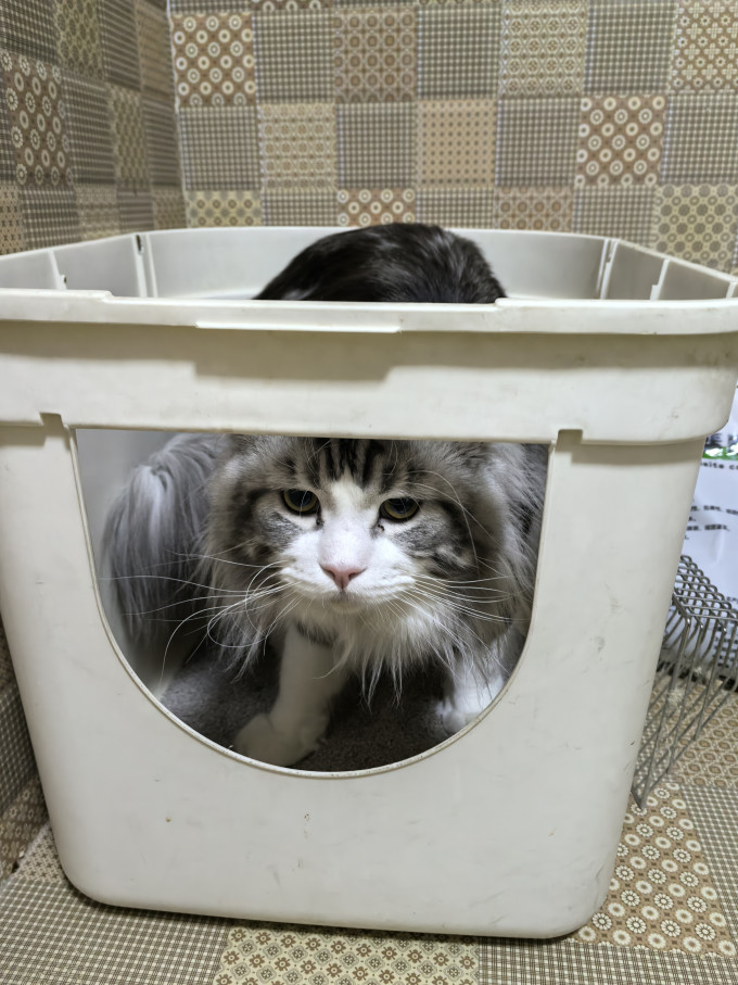 奥莉特猫砂