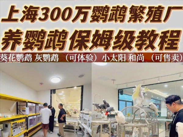 上海300万鹦鹉繁育厂 养鹦鹉保姆级教育