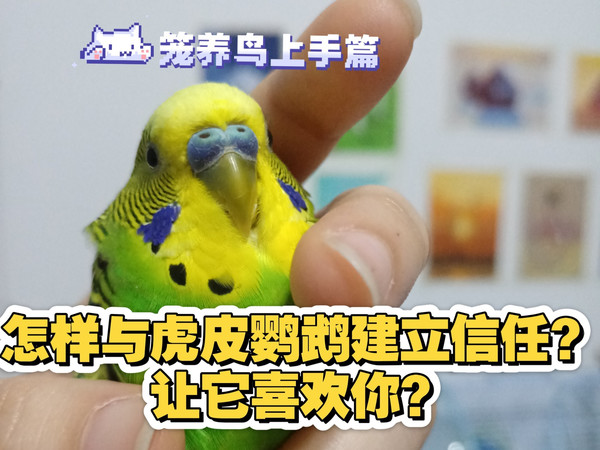 怎样与虎皮鹦鹉建立信任？让它喜欢你？（保姆级超详细教程）