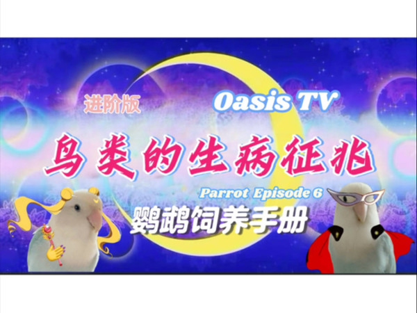 【鹦鹉】进阶饲养篇（捌）生病早期迹象