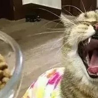 猫砂盆哪个牌子好？猫砂盆排行榜实测数据分享 