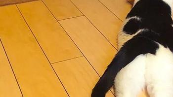 猫砂盆什么品牌质量比较好！5个不容错过的猫砂盆推荐！
