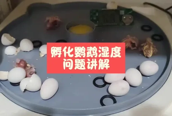 孵化鹦鹉湿度问题讲解 #手养玄凤 #孵化鹦鹉 #玄凤鹦鹉