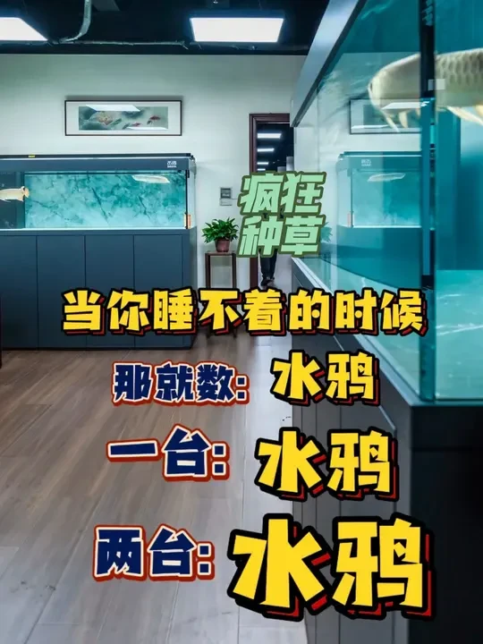 拥有第一台水鸦的第三天,再次拿下第二台水鸦,更重要的是淘汰原先一套仅仅使用两个月的新缸,#辰赤龙鱼 #龙鱼 #水族