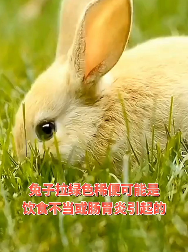 兔子拉稀怎么一回事？