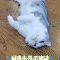 猫鼻支是用速诺还是多西环素？