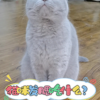 猫咪发腮吃什么？