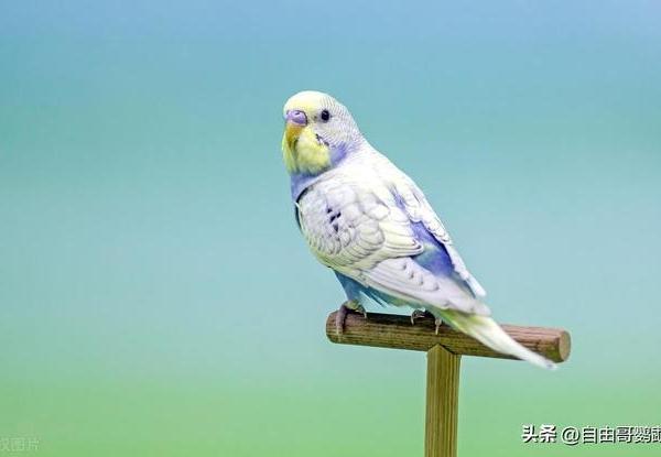 宠物鸟排行榜！这18种鸟最受欢迎，养过3种算资深玩家，你养了吗