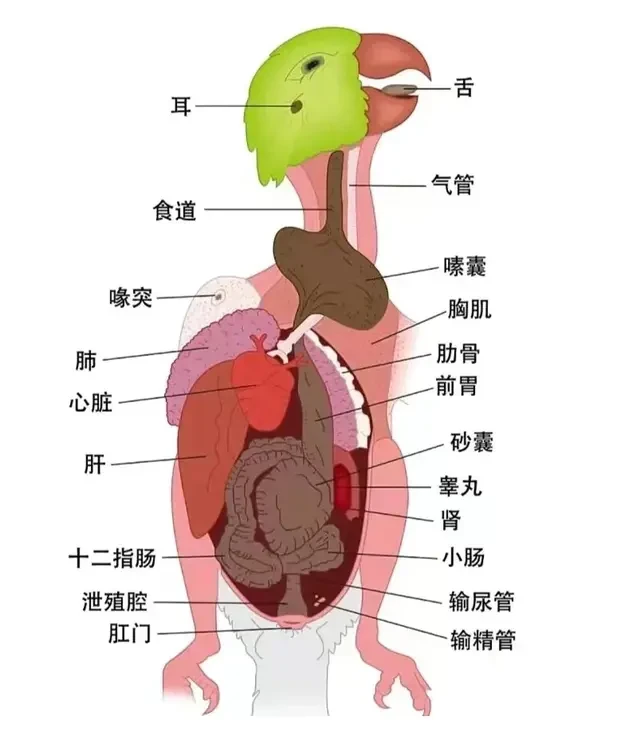 为什么鹦鹉容易“一巴掌拍死”？说说鹦鹉的生理结构