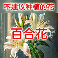 不种百合花的理由