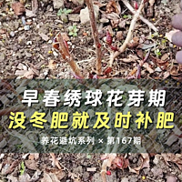 早春绣球花芽期，没撒冬肥现在补肥还来得及