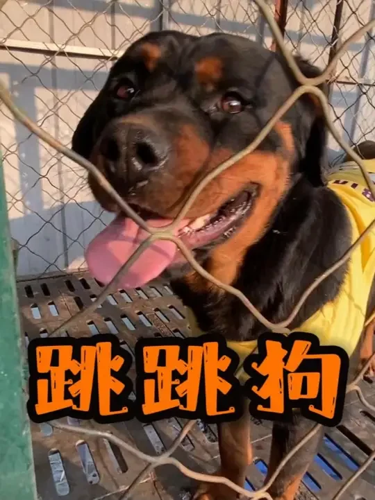 跳跳狗穿24号球衣！#农村生活 #小狗狗 #小狗崽