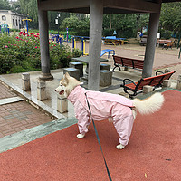 汪星人遇到下雨天怎么办，大型犬也能穿的可爱雨衣！