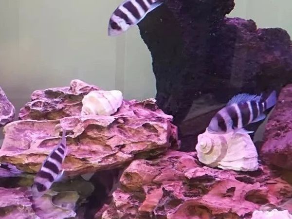 养鱼心经-水族观赏鱼基础名词