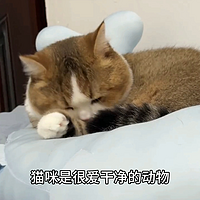 猫咪毛球症怎么预防