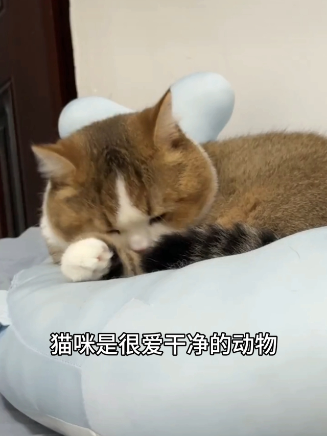 猫咪毛球症怎么预防
