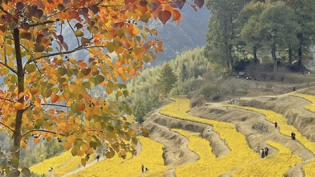 春天就要到了，美丽的乡村景色看起来，指南村是不错的选择哦