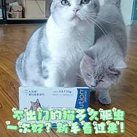 不出门的猫多久驱虫一次好？新手看过来！