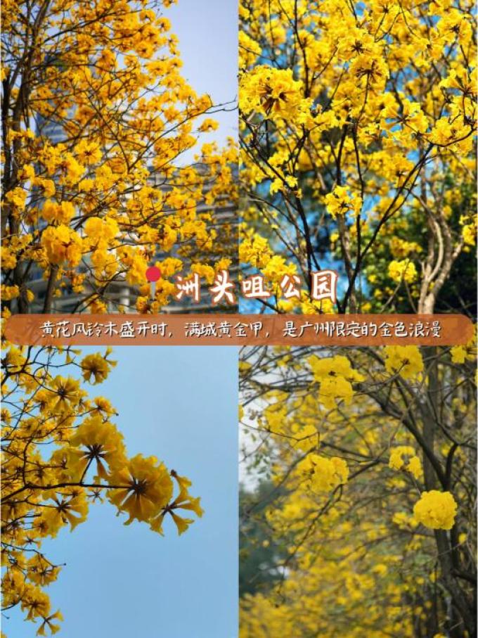 匠心绽放鲜花速递