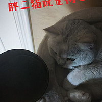 大郎！该吃药了！-小猫咪的新水碗到了！