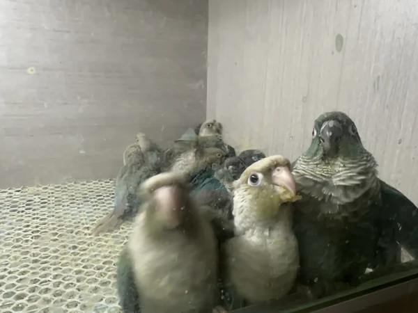 🦜新手必看！0天手养小太阳鹦鹉保姆级攻略🔥