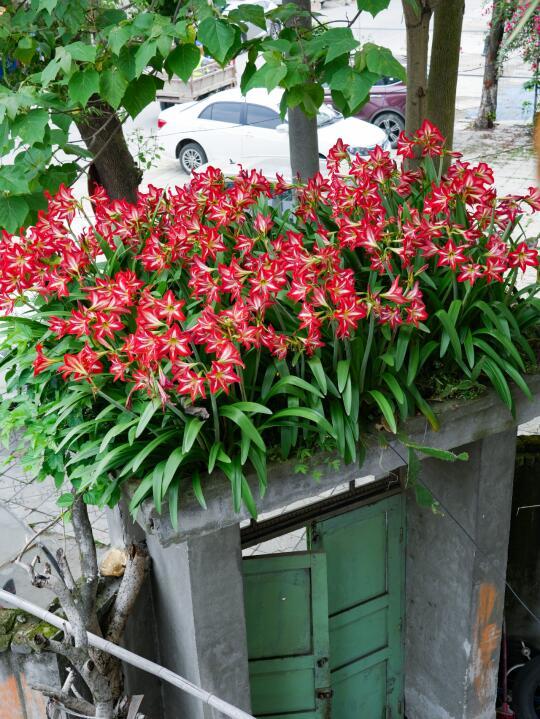 花友征集｜你的种花生活里藏着怎样的四季？