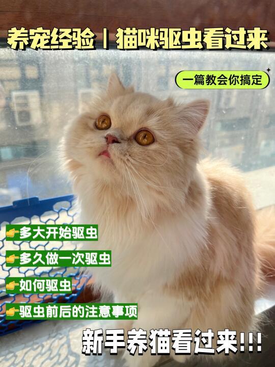 养猫经验｜如何做好猫咪驱虫！