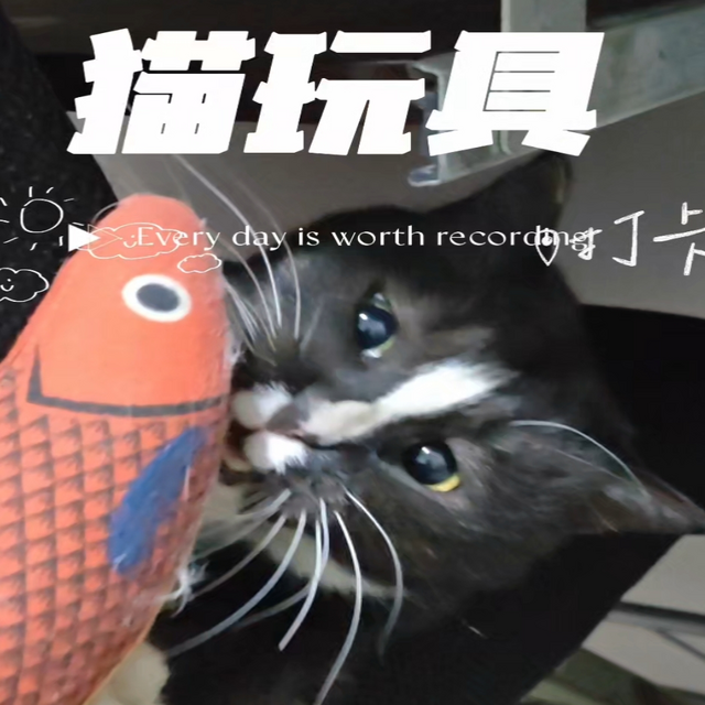 猫玩具 流浪猫小黑 狸花奶牛猫结合体 猫薄荷鱼 宠物群 